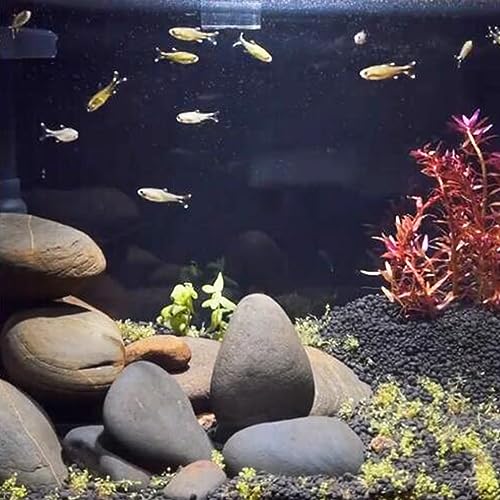 FANTIAN 20 lbs Large River Rocks for Outdoor Landscaping, 3-4 Inch Decorative Pebbles for Landscaping Garden Yard Paving Fish Tank Plant Crafting Walkways and Painting | Large Stones Decorative Pebbles for Landscaping, Garden, Plant, Yard Paving, Fish Tan