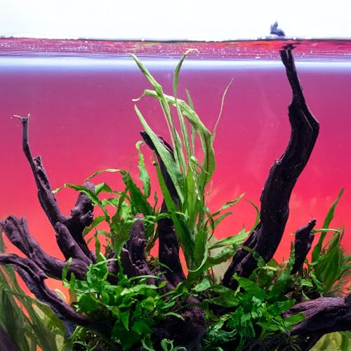 Java Fern Live Aquarium Plants - Potted Freshwater Plant for Fish Tanks - Beginner Friendly, Low Light (Needle Leaf, 3 Pots) - color: Needle Leaf, size: Pot - 3 Count
