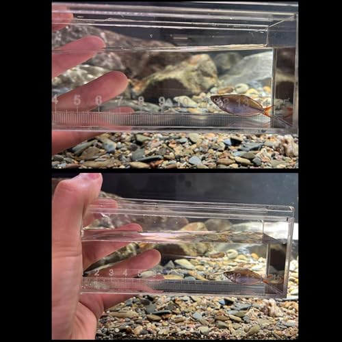 Clear Acrylic Fry Incubator Case Hatching Box with Measurement Scale for Juvenile Isolation and Viewing Miniature Aquatic Species Tank 1 Pack - color: small