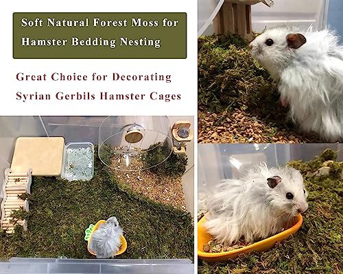 5L Forest Moss for Hamster Syrian Gerbils Bedding, Natural Moss Perfect for Potted Plants, Terrariums, Reptile Tanks and Live Creature Projects