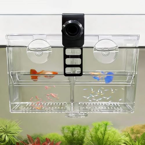 Dual-Chamber Aquarium Fish Breeder & Isolation Box, Transparent Hatching Incubator Tank with Suction Cups & Hook, Nursery for Livebearer Guppy Fry Breeding and Betta Fish, Shrimp Quarantine - size: Dual-Chamber (6.88*3.62*4.33 IN)