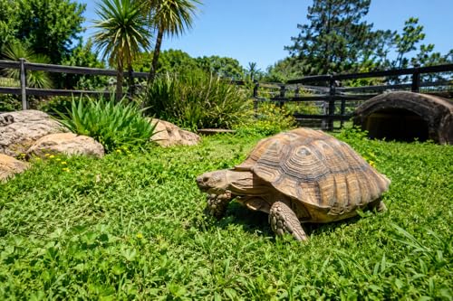 Tortoise Forage Seed Mix – Grow Fresh Grazing Greens for Sulcata, Russian & Hermann's Tortoises – Oats, Rye & Alfalfa Blend for Indoor Trays or Outdoor Enclosures – Non-GMO Seed (1 lb)