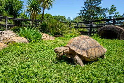 Tortoise Forage Seed Mix – Grow Fresh Grazing Greens for Sulcata, Russian & Hermann's Tortoises – Oats, Rye & Alfalfa Blend for Indoor Trays or Outdoor Enclosures – Non-GMO Seed (1 lb)