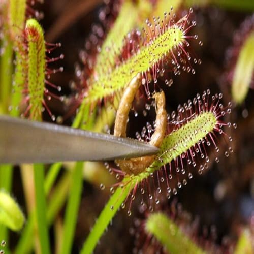 Freeze-Dried Bloodworms, Our Grade A Floating Bloodworms for All Freshwater Fish, Marines Corals, Anemones, Baby Pond Fish…0.5oz Squeeze Bottle - size: 0.5 Ounce (Pack of 1)