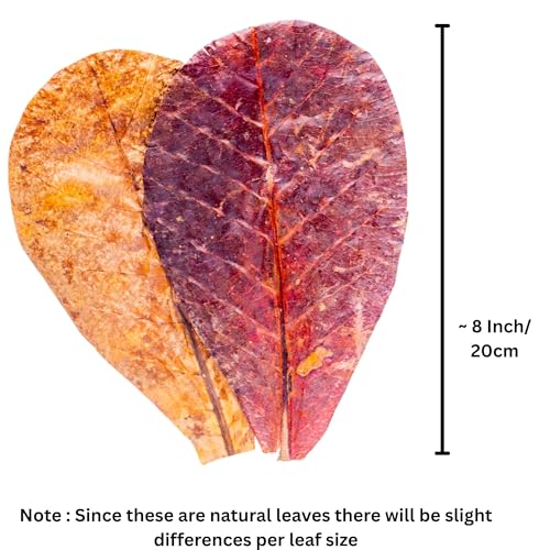 Leaf Litter for Snakes – 30 Pcs Indian Almond Catappa Leaves 8" for Reptile Tanks, Corn Snake & Ball Python, Natural Bioactive Vivarium Substrate, Terrarium Bedding & Habitat Decor