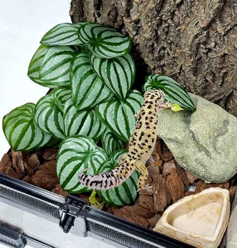 Woyrise Reptile Plants for Terrarium Decor, Ball Python Tank Accessories fit Bearded Dragon Crested Leopard Gecko Lizard Chameleon Snake Frog Tortoise Hermit Crab - Fake Calathea Orbifolia - color: D-fake Calathea Orbifolia