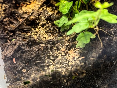 Tiny Terrarium Kit 4x4 Inch – DIY BioActive Starter Kit with Live Tropical Plants, Halo LED Grow Light, Soil, Drainage, 25 Dwarf White Isopods, and 25 Fire-Orange Springtails
