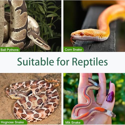 Snake Climbing Rings for Ball Python Corn Snake, Reptile Enrichment Toys for Snake, Ball Python Tank Decor, Reptile Tank Accessories for Bearded Dragon,Lizard,Swing Climbing Hoop Chain(Green)