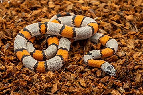 ReptiChip Reptile Substrate Coconut Chip Bedding 72 Quart Compressed Organic Coco Husk Block for Snake Habitat, Ball Python Terrarium, Turtle Tanks, Tortoise Enclosure - size: 1 Breeder Block