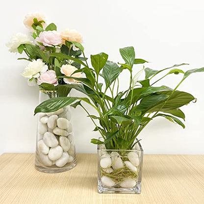 FANTIAN 10 lbs White Pebbles for Indoor Plants, 0.8-1.2 Inch Small White River Rocks Stones for Planters, Vases, Fish Tank, Garden, Landscaping, Top Dressing and Bottem Drainage - size: 0.8-1.2 Inch, style: 10 Pounds