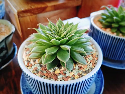 2lb Bonsai Succulent and Cactus Soil Boniosz Gritty Mix Rocks Faster Draining Optimized PH No Root Rot - color: Mix Colors, size: 2lb