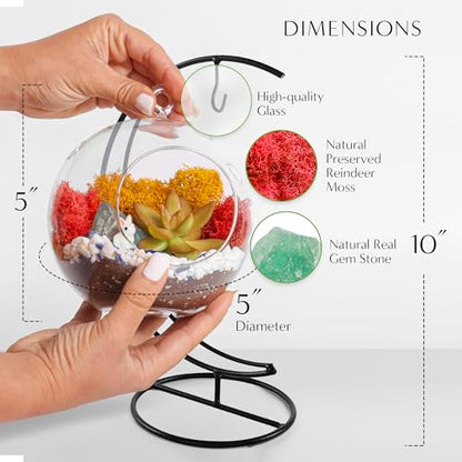 Creations by Nathalie - 5" Glass Globe Succulent Terrarium Kit, Hanging DIY Starter Kit for Kids and Adult, Metal Stand, Reindeer Moss, Crystal & Rocks, Tools, Figurine (Live Plant Included) - color: Globe Glass