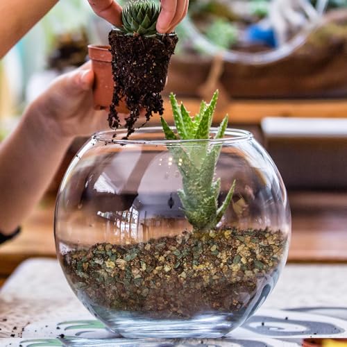 Doter Terrarium Potting Soil Mix 2qt, Custom Made for Terrariums, Perfect for Vibrant Miniature Gardens - size: 2qt