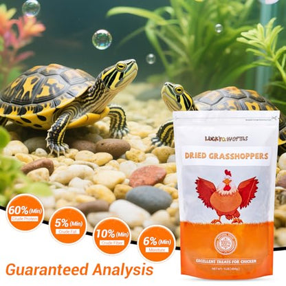 Freeze Dried Grasshoppers - High Protein Reptile & Bird Food, 1lb Resealable Bag for Bearded Dragons, Lizards, Hedgehogs | Natural, No Additives