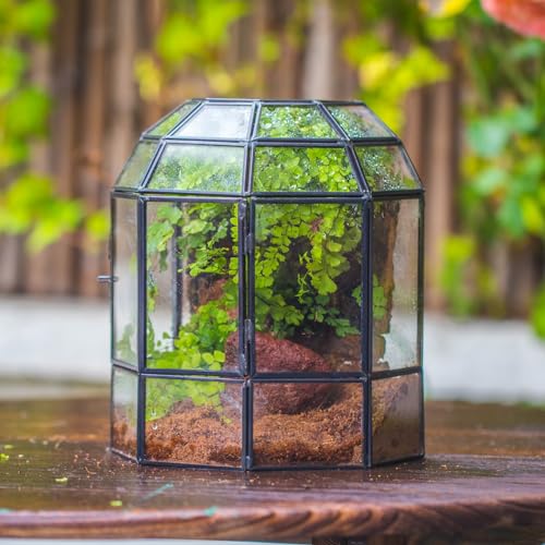 NCYP Half Dome Geometric Glass Terrarium with Door, Closed Moss Planter Pot, Miniature Landscape Container, Indoor Tabletop Decor, Black (Terrarim Only)