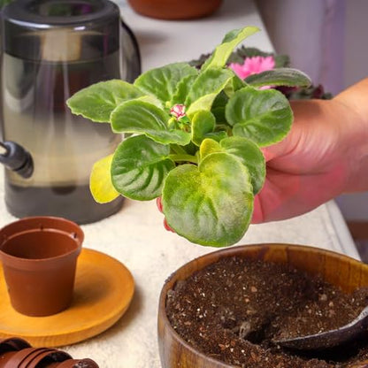 African Violet Potting Soil Mix 2qt, Pre-Mixed Acid Soil Ideal for African Violets to Ensure Optimal Nutrient Uptake and Vibrant Blooms - color: African Violet soil, size: 2QT