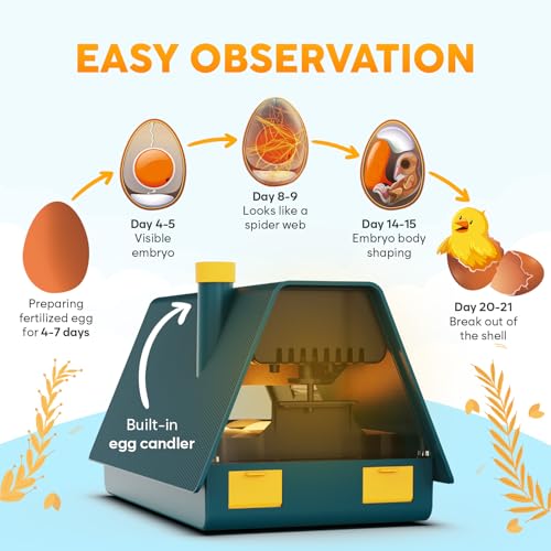 Okkobi M10 Incubator for Hatching Eggs - Ideal for All Ages - Automatic Turner and Humidity Control - Integrated Candler - 10 Eggs - Green & Yellow