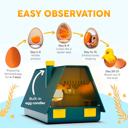 Okkobi M10 Incubator for Hatching Eggs - Ideal for All Ages - Automatic Turner and Humidity Control - Integrated Candler - 10 Eggs - Green & Yellow