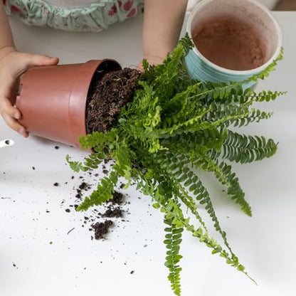 Doter Potting Soil Mix for Fern 1qt, Custom Hand Blended Mixture Suitable for Indoor/Outdoor Potted Fern Plant - size: 1qt