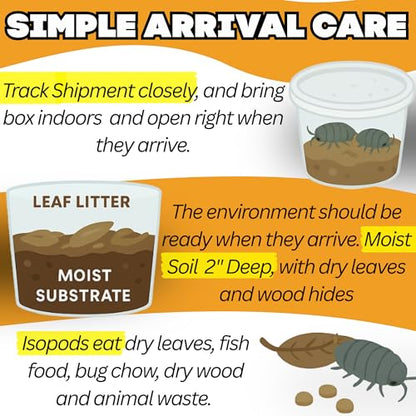 Dwarf White Isopods (Qty-25), Bioactive Clean Up Crew Frog Reptile Amphibian Food Bundle - by TC INSECTS