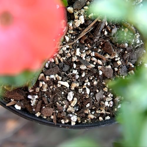 1lbs/2lbs Horticultural Vermiculite Bulk,Organic Vermiculite for Plants,Hydroponics, Terrariums, Orchids, Mushroom Or Reptile Habitats (1lb) - size: 1lb