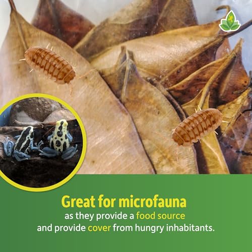 Josh's Frogs Large Jackfruit Leaf Litter, 10 Count | Aquarium & Terrarium Decoration, Pet Enclosure, 0.009kg