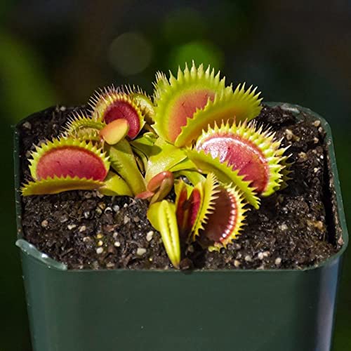 Carnivorous Plant Soil Mix, 1 QT Small Size Bag for Repotting, All Natural Ingredients Great for Venus, Sundews, and Pitcher Plants - size: 1Qt