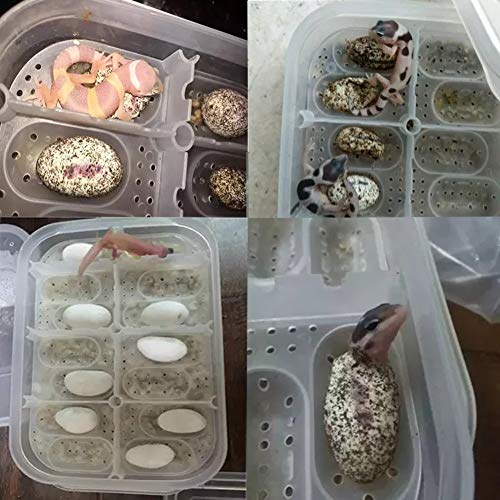 OMEM Reptile Breeding Box, Reptile Egg Incubators, Hatchery Box, for Hatching Gecko, Lizards, Lions Mane, Reptiles (Thermometer, Transparent Box)