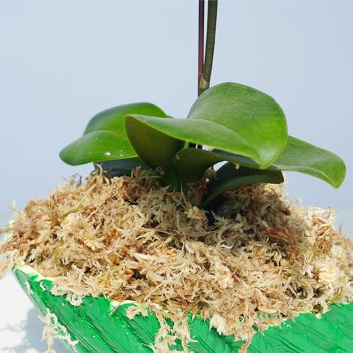 3.2 oz Compressed Sphagnum Moss for Plants, Carefully Selected Premium Sphagnum Moss for Orchid - size: 3.2 oz
