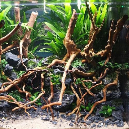 Natural Driftwood Root Trunk Tree Aquarium Decor, 10-30 CM | Randomly Bundled, Fish Tanks, Terrariums, Aquascaping & Planted Tanks