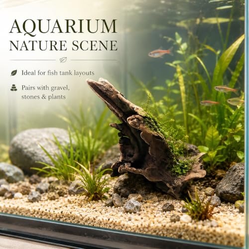 Natural Driftwood Tree Decoration for Aquarium, Fish Tank Plant Stump Ornament, Random Style(5-10cm)