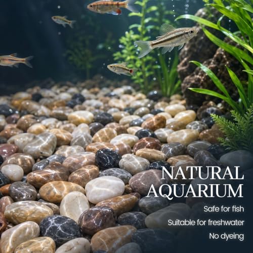 DOMESTAR River Rocks for Landscaping, 2LB Decorative Ornamental Pebbles | Garden Landscaping Stones Gravel for Vases Fish, Tank Succulent Potted Indoor Plants Crafts, Home Garden Decor