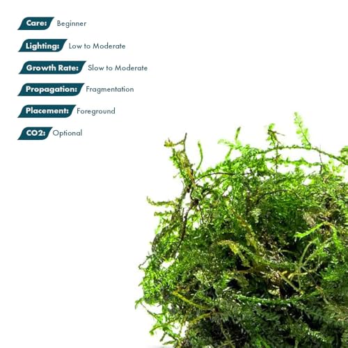 Live Aquarium Plants on Driftwood, Lava Rock, Moss, Fiber Mat - Freshwater Fish Tanks - Easy, Beginner Friendly (Weeping Moss, (Golfball)) - color: Weeping - Golf Ball, size: 1 Pack