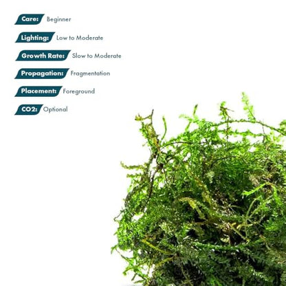 Live Aquarium Plants on Driftwood, Lava Rock, Moss, Fiber Mat - Freshwater Fish Tanks - Easy, Beginner Friendly (Weeping Moss, (Golfball)) - color: Weeping - Golf Ball, size: 1 Pack
