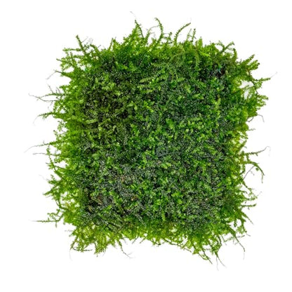 Live Aquarium Plants on Driftwood, Lava Rock, Moss, Fiber Mat - Freshwater Fish Tanks - Easy, Beginner Friendly (Mini Christmas Moss on Stainless Steel, 3 Pack) - color: Mini Christmas - Stainless Steel, size: 3 Pack