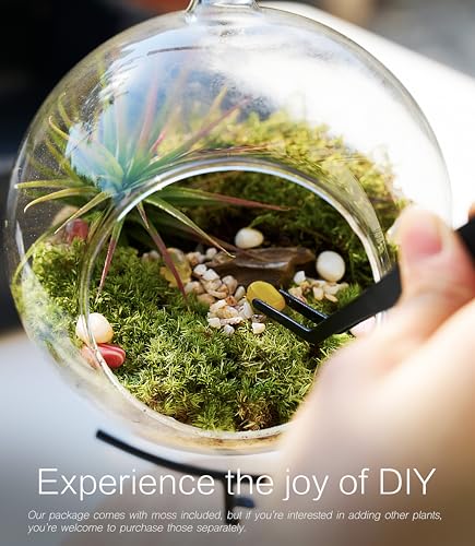 DIY Terrarium Kit with Live Moss, 15-Piece Glass Globe Set | Complete DIY Experience, Beginner Friendly, Wooden Display Stand, Gift-Ready Set, Indoor Nature Decor, Easy Assembly
