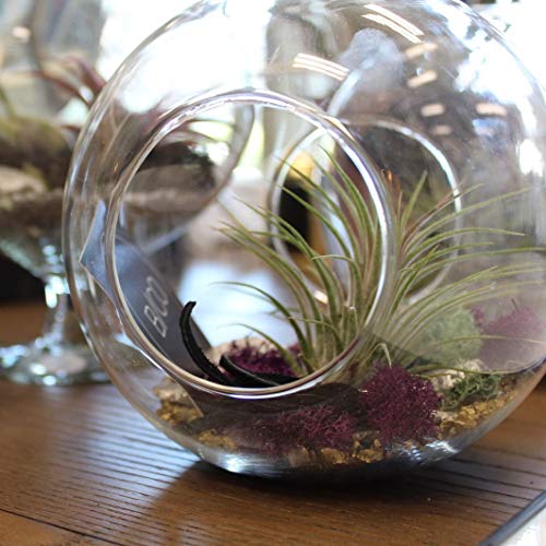 WGV Planter Terrarium Bulk, Width 8" Height 8", Clear Round Glass Vase Container with Two Side Opening, DIY Air Planter, Votive Candle Holder for Decor, 6 Pieces - size: 8" Double Opening