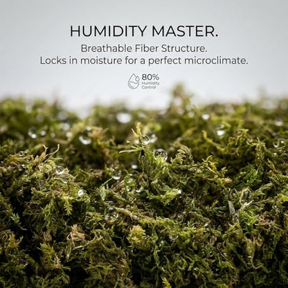 RAINFLOW Sphagnum Moss for Reptiles - 5 Oz Terrarium Reptiles Moss Green Dried Peat Moss Habitat Bedding Moss for Leopard Gecko Turtle Frog Snakes Lizards