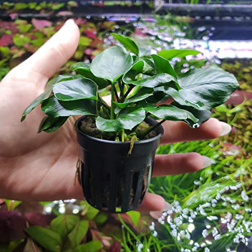 Anubias Live Aquarium Plants - Potted Freshwater Plant for Fish Tanks, Terrariums - Beginner Friendly Low Light (Barteri Round Leaf, 3 Pots) - color: Golden Coin, size: 3 Pots