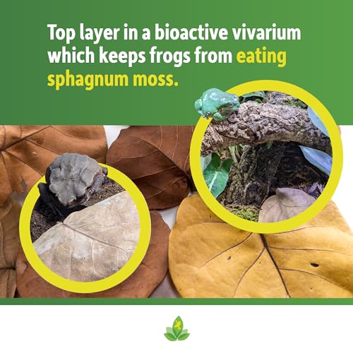 Josh's Frogs Organic Sea Grape Leaf Litter USA Collected (5 Leaves)