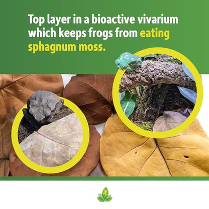 Josh's Frogs Organic Sea Grape Leaf Litter USA Collected (5 Leaves)