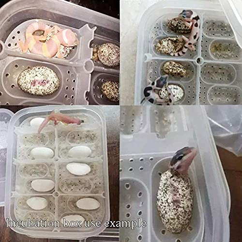 Reptile Egg Incubator Professional Hatcher Hatching Box Case Tray Plastic Breeding Incubator for Hatching Snake,Lizards, Reptiles,Gecko(12 Slots Without Thermometer)