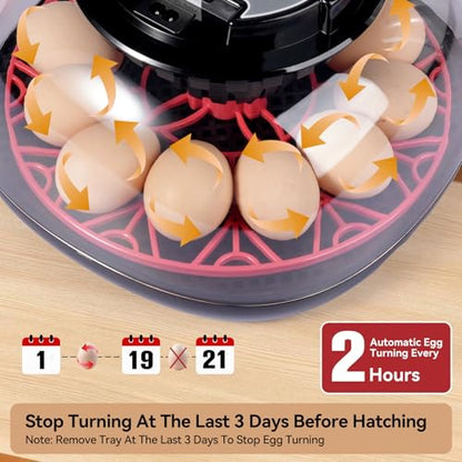 12 Egg Incubators for Hatching Eggs, Chicken Egg Incubator with Automatic Egg Turning and Temperature Humidity Control, 360° Clear View Lid or Home, Farm, Classroom, Hatching Chicken, Duck,Quail,Goose - size: 12 Egg Incubators