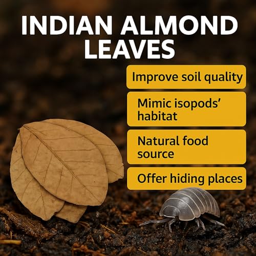 Leaf Litter for Isopods – 80 Pcs 4" Natural Indian Almond Catappa Leaves for Bioactive Vivariums, Terrariums & Aquariums, Tarantulas, Spiders, Millipedes, Crickets & Reptiles