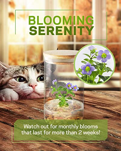 Persian Violet (Exacum Affine) - Live Flower Terrarium in Self Sustaining Glass Jar, Maintenance Free, Great Unique Gift and Home Decor, 100% Growth Guarantee