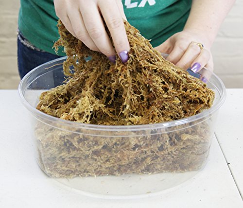 New Zealand Sphagnum Moss (1 kilogram),tan - size: AAA Premier (6" Strands)