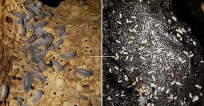 Combo Pack 20+ Live Powder Blue Isopod and Springtail Combo, Bioactive, Bugs for Terrarium, Reptile, Amphibians