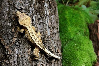 Galápagos (05501) Natural Cork Bark for Reptiles – Ideal for Bearded Dragons, Snakes, and Geckos – Climbing Accessory for Terrariums, Turtle Tanks, and Bird Cages, Flat 6” – 9”, Natural
