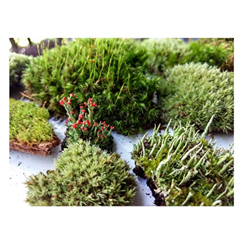 Super Fairy Garden Assortment Moss and Lichen for Terrarium, 6"x9" Bag