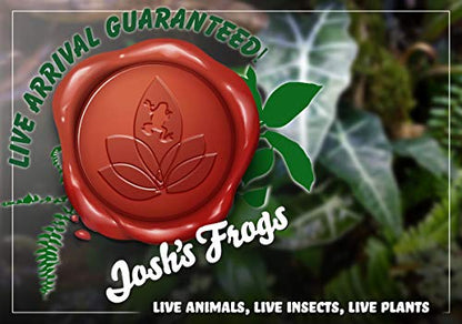 Josh's Frogs Desert Plant Kits for Arid Bioactive Terrariums (Small) - size: Small